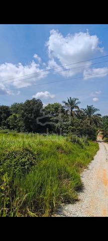 Tanah Pertanian 6 ekar di Felcra Dusun Panti KOTA TINGGI UNTUK DIJUAL 4
