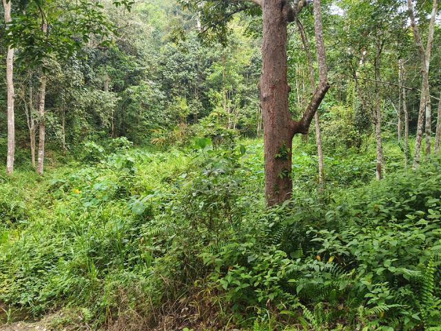 dusun durian untuk dijual 1