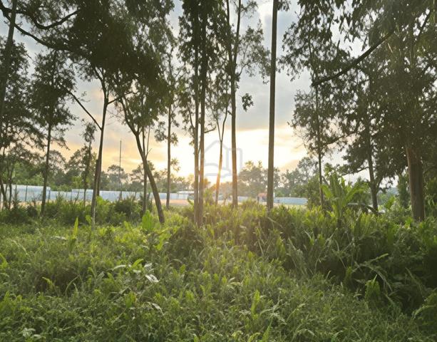 Tanah Dusun FREEHOLD LENGGENG 1