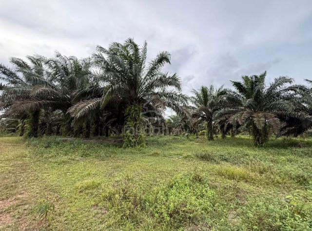 Agriculture Land For Sale Jalan Jemaluang Kluang Johor 1