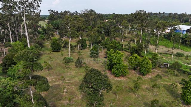 2.97 Acre Agriculture Land (Durian Orchard) Melaka Pindah, Alor Gajah 1