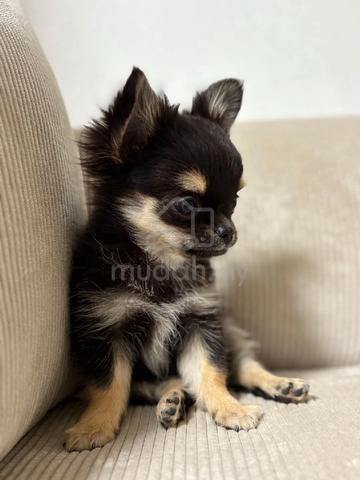 black and white Chihuahua ~4 - photo 2 of 4