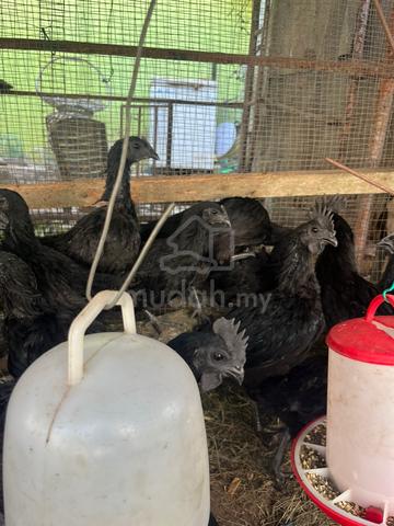 Carousel Image