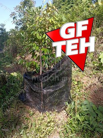 4.74 Acres Agricultural Land Mountain Pengkalan Hulu Perak Rm2.57psf k 1