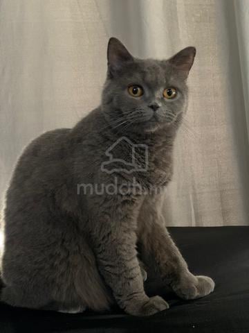 bsh female - photo 2 of 2