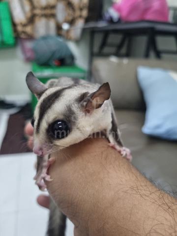 Sugar Glider - Pets For Sale In Gelugor, Penang