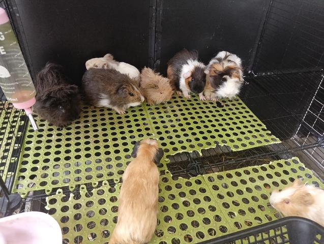 Guinea Pig  - photo 2 of 6