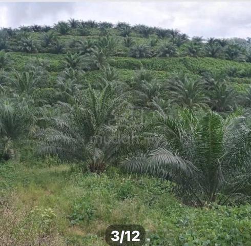 Oil Palm Plantation for Sale – Sungai Siput (U), Perak 1