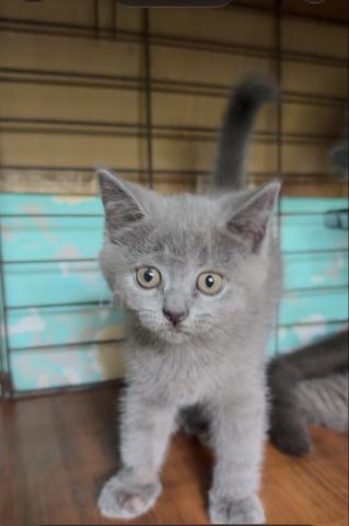Bsh Kitten - photo 2 of 6