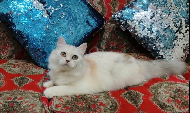 Persian - photo 3 of 3