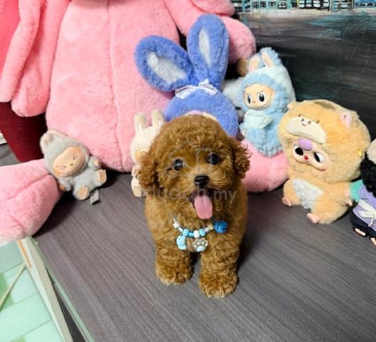 Carousel Image Selected