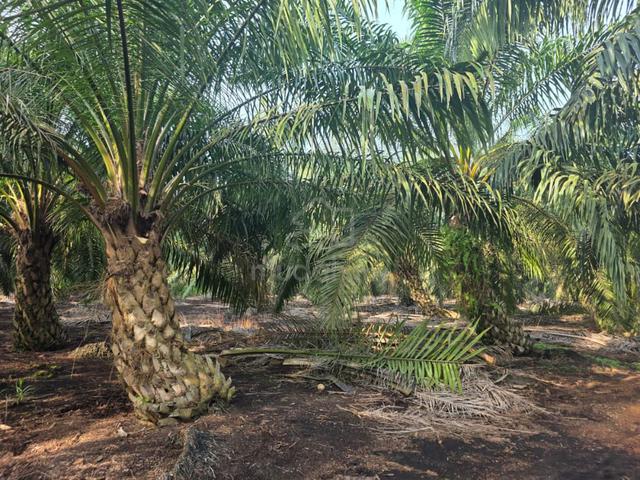 Ayer Baloi Agricultural Land For Sale 1