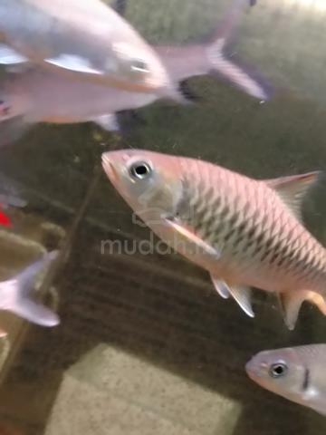 Tor Malabaricus aka Kelah Malabar Mahseer 5 inci - photo 5 of 6
