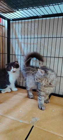 persian + Scottish - photo 2 of 4