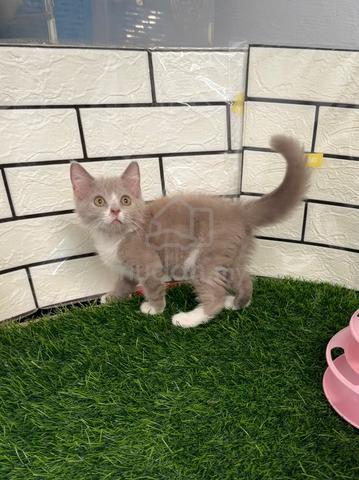 Carousel Image