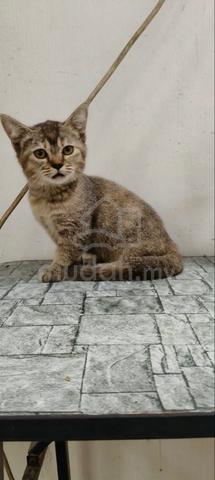 Munchkin Female - photo 4 of 4