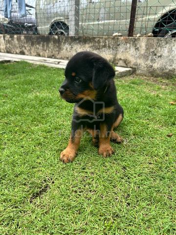 Rottweiler puppies 🐶🐾 - photo 3 of 4