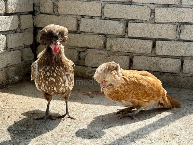 Poland chicks / anak ayam poland - photo 3 of 6