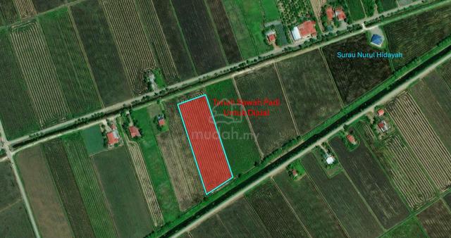 Tanah Sawah Freehold Sekinchan 1
