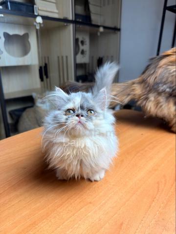 Napoleon Munchkin - photo 6 of 6