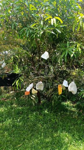 Orchard land at Pekan Nenas 1