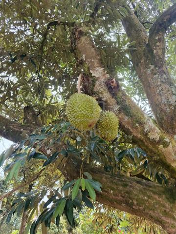 Musang King Estate 5