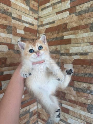 BSH Kitten Golden - photo 4 of 6