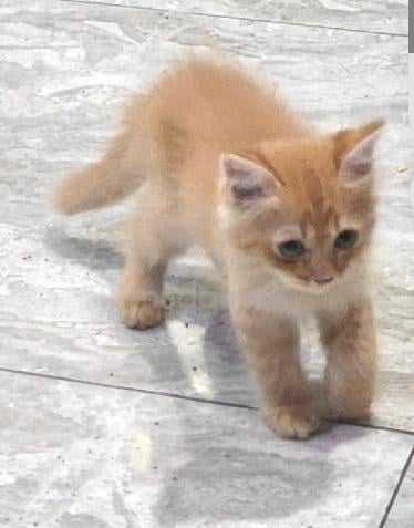 Non Standard Munchkin Kitten - photo 2 of 4