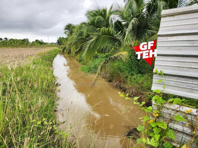 3.21 acre Fragrant Coconut Agricultural Land Sungai Acheh Nibong Tebal 1