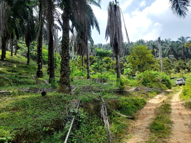 Tanah NON BUMI LOT 3 ekar untuk di jual di Rembau 1