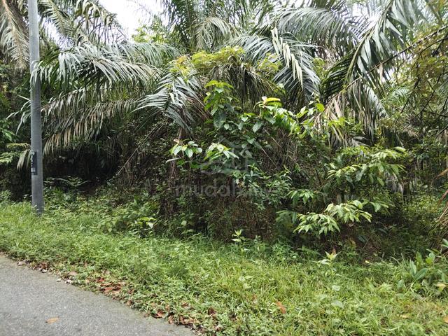 Tanah Sawit 10 ekar Pondoi 1