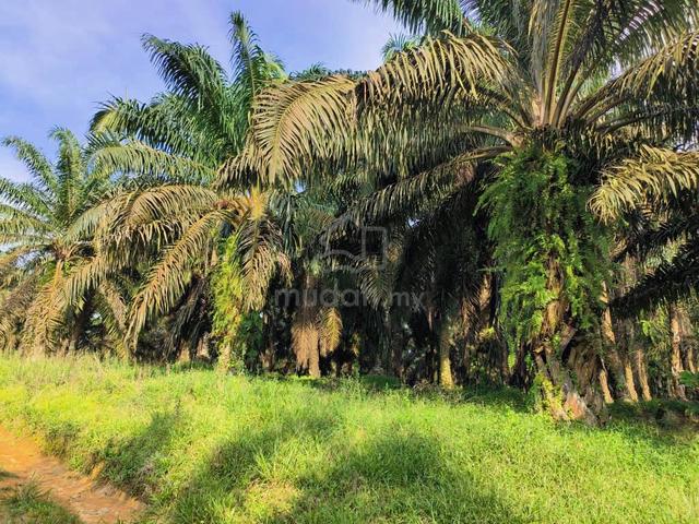 Sengkang Kulai Agriculture Land nearly Indahpura Senai Seelong pulai 1
