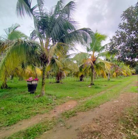 11-Acre Farm Land in Machap Baru - Coconut, Cempedak, Durian 1