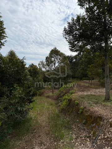 9-Acre Freehold Agricultural Land For Sale – CHINTA MANIS, KARAK 1