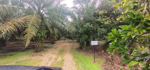 Tanah Pertanian Untuk Dijual Kampung Tenglu Mersing Johor 1
