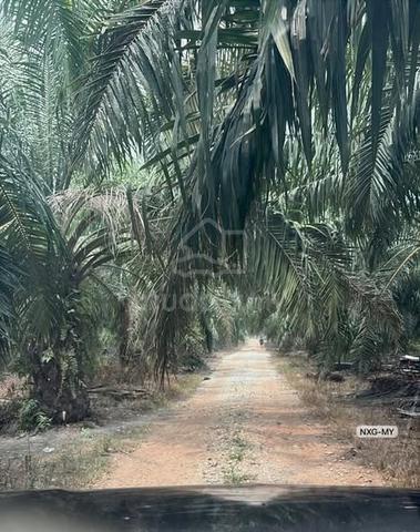 BATANG BERJUNTAI KUALA SELANGOR 26 Acres Agriculture Land Palm Oil  FH 1
