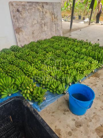 Ladang Pertanian Freehold DiGambang Untuk DiLepaskan 1