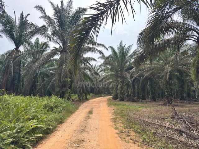 Agriculture Land For Sale At Sungkai,Bidor,Perak 1