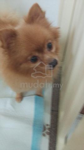 Pomeranian for sale - photo 2 of 6