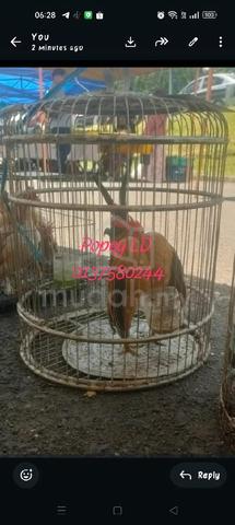 Carousel Image