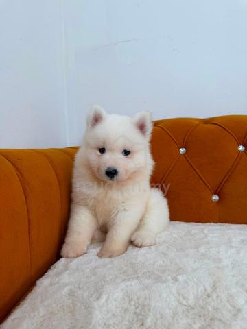 Carousel Image