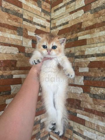 BSH Kitten Golden - photo 3 of 6