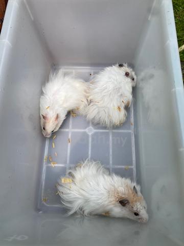 Carousel Image