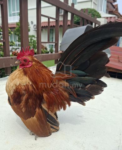 Ayam Serama  - photo 2 of 6