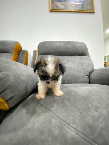 Shih Tzu puppy - photo 5 of 5