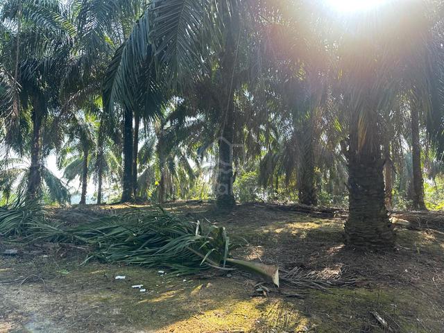 TANAH SAWIT 5.7 Ekar, Kampung Sungai Rambai, Mukim Sega, Raub, Pahang 1