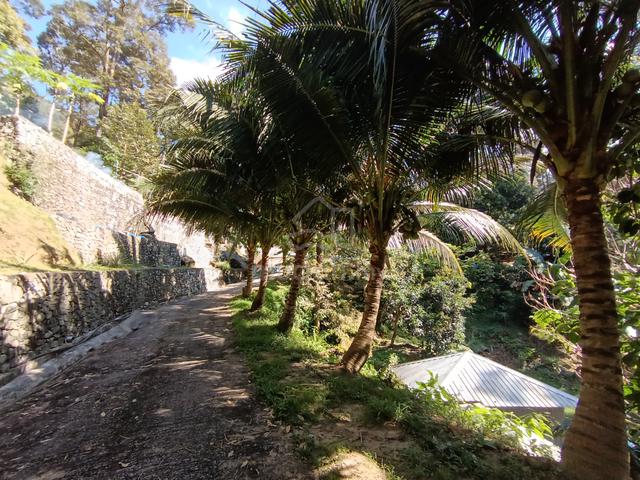 Balik Pulau ,Titi Serong 1.28 acres DURIAN & FRUITS Orchard FOR SALE 1