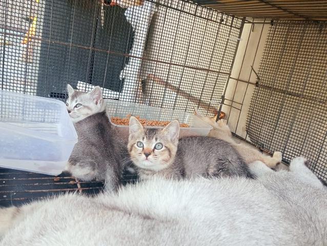 KITTEN BSH TABBY harga KOMBO  - photo 2 of 3