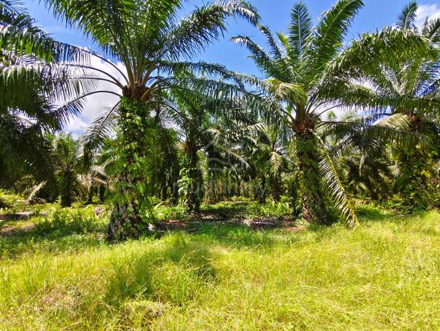 Freehold 26.49-Acre Land for Sale at Panchang Bedena, Sabak Bernam 1