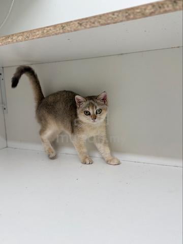 bsh mix - photo 4 of 4